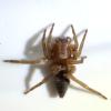 Clubiona corticalis